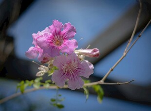 娇艳绽放的粉色海棠花