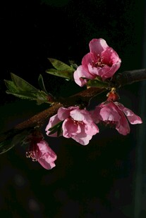 娇艳桃花枝头绽放