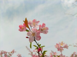 枝头绽放的粉嫩樱花