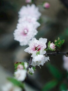 枝头绽放的粉嫩海棠花