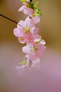 粉嫩樱花枝上绽