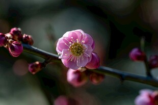 娇艳红梅绽放枝头