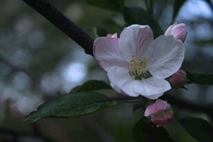 娇艳苹果花绽放枝头