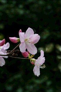 粉嫩绽放的娇艳樱花