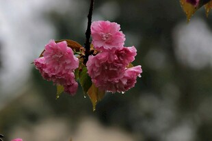 娇艳欲滴的垂挂粉色樱花