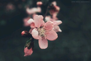 娇艳桃花绽放枝头