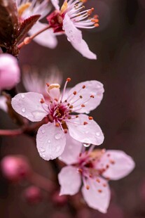 梅花