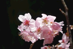 娇艳绽放的粉嫩樱花