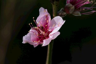 娇艳粉色桃花特写