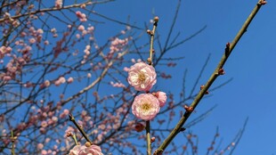 蓝天映衬下的娇艳桃花