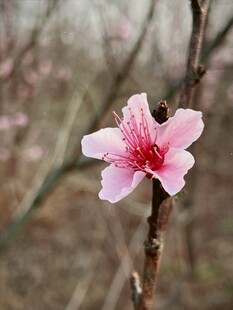 一枝粉嫩桃花绽放