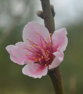 娇艳桃花特写