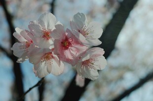 娇艳绽放的粉嫩梅花