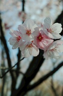 枝头绽放的粉嫩梅花