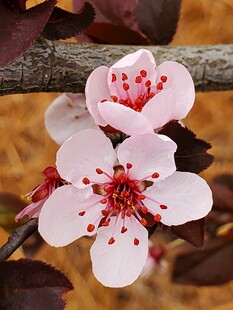 娇艳绽放的粉色梅花