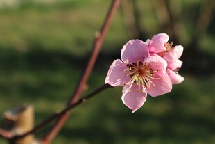 枝头绽放的粉嫩桃花