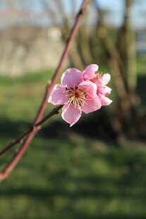 一枝粉嫩桃花绽放