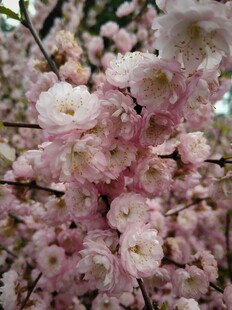 烂漫粉色樱花绽放