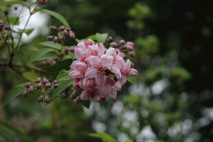 粉色海棠花