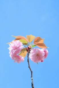 蓝天映衬下的娇艳樱花