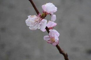 枝头绽放的粉嫩桃花