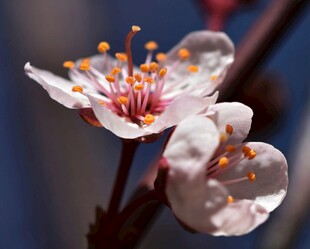娇艳杏花特写