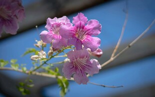 海棠花