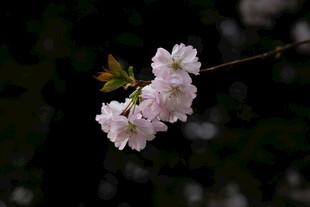 枝头绽放的粉嫩樱花
