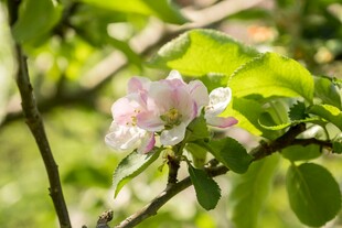 枝头绽放的粉嫩苹果花