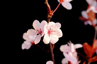娇艳杏花绽放