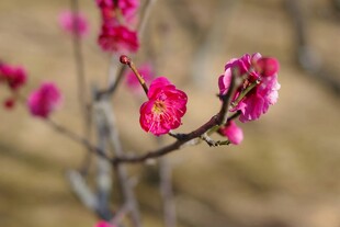 枝头绽放的梅花