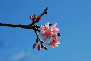 枝头绽放的粉嫩樱花
