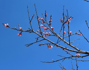蓝天映衬下的梅花