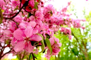 烂漫樱花