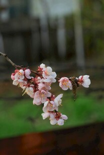 枝头绽放的粉嫩樱花