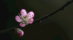 娇艳桃花枝头绽放