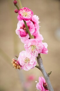 粉色梅花枝头绽放