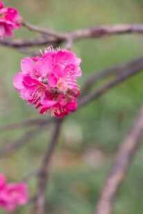 娇艳桃花枝头蜜蜂采蜜