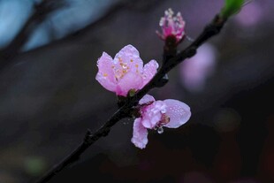 枝头梅花