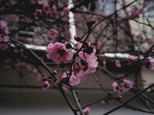 枝头绽放的娇艳粉色梅花