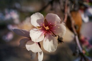 杏花绽放引蜂来