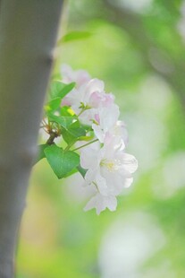 枝头绽放的粉嫩苹果花