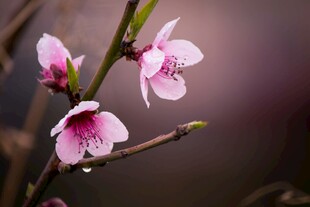枝头粉嫩桃花带露绽放