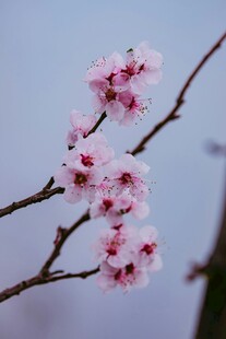 枝头绽放的粉嫩樱花