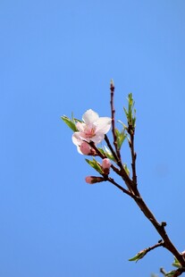 蓝天映衬下的娇艳桃花