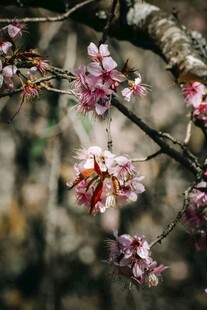 枝头绽放的娇艳桃花
