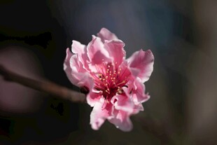 娇艳桃花绽放枝头