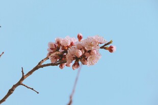 枝头绽放的粉嫩桃花