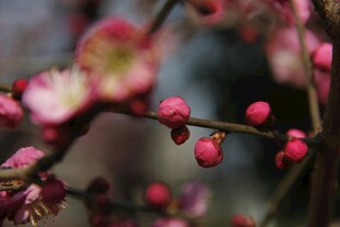 枝头粉嫩梅花待绽放