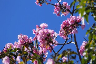 蓝天映衬下的烂漫樱花